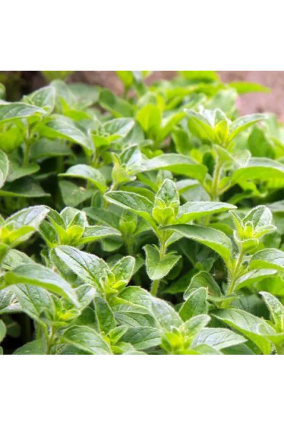 Куст душицы `Hot and Spicy` с пряными зелеными листьями